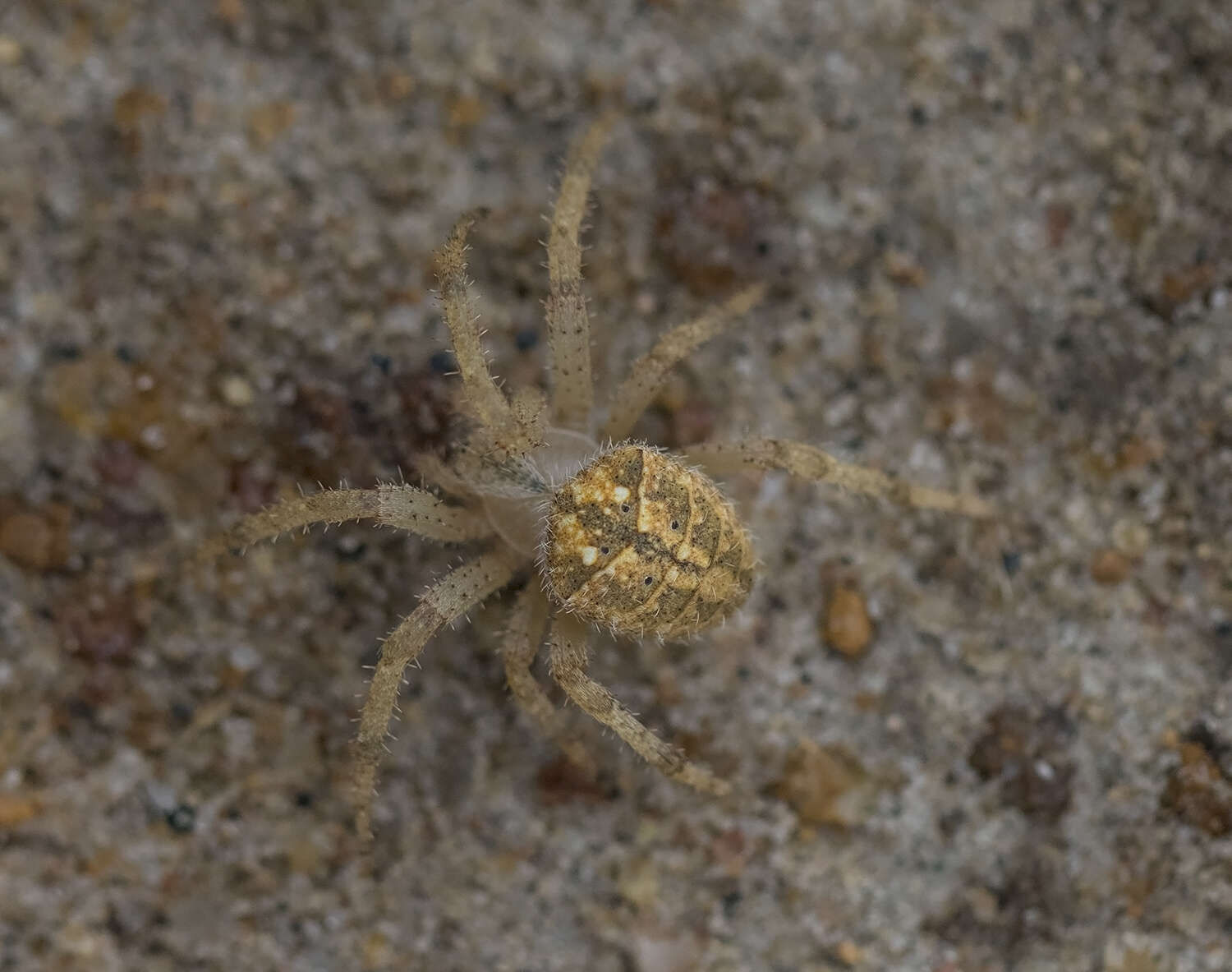 Imagem de Pararaneus cyrtoscapus (Pocock 1898)