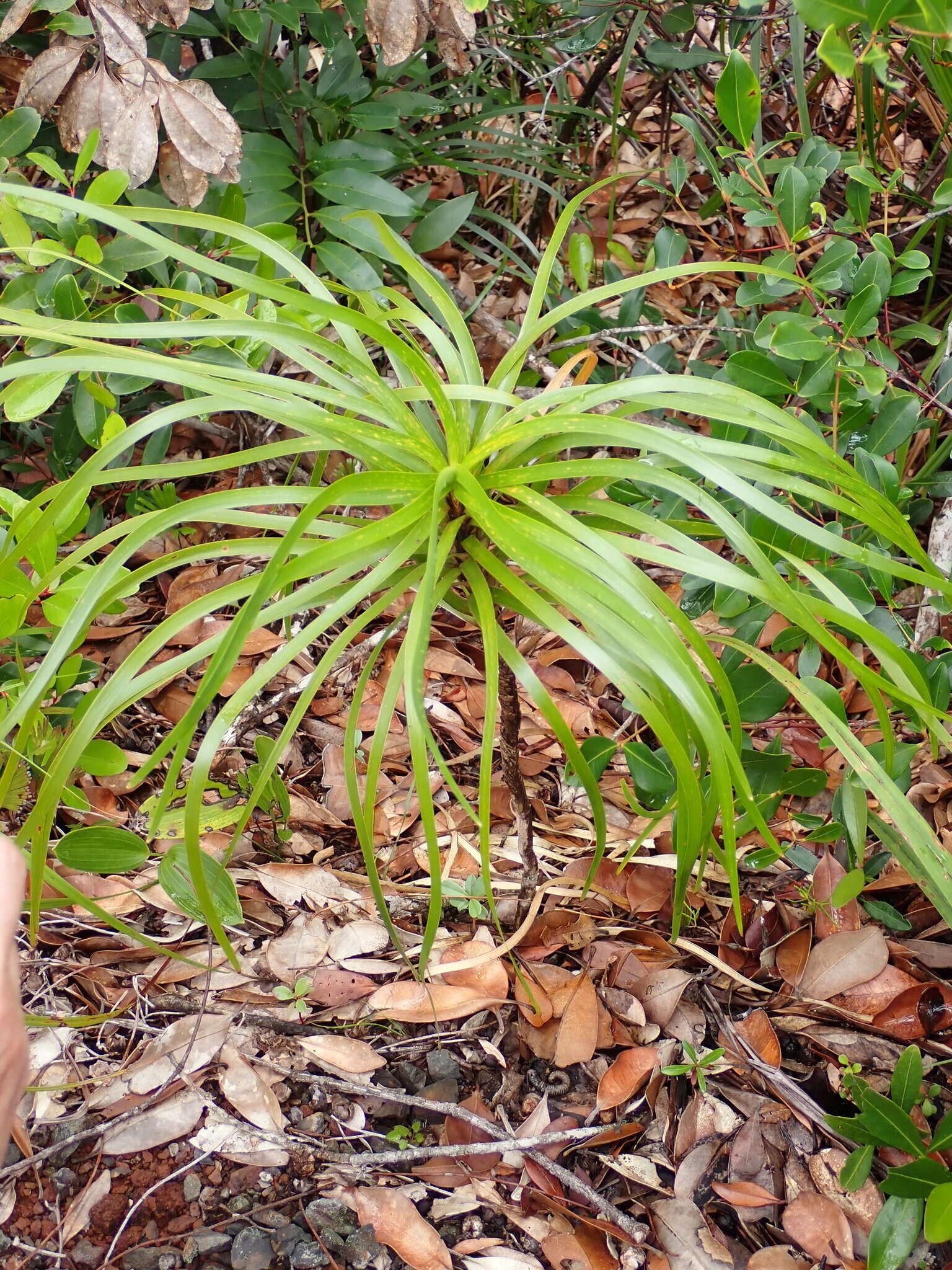 Image de Lomandra insularis Schltr.