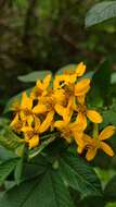 Tagetes nelsonii Greenm. resmi