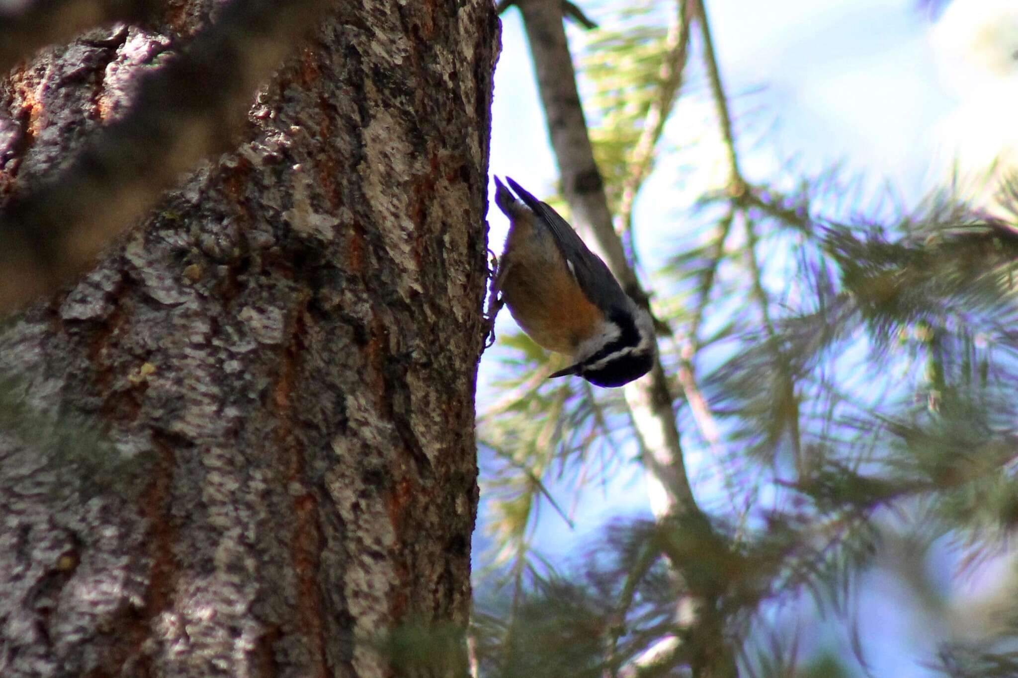 Imagem de Sitta canadensis Linnaeus 1766