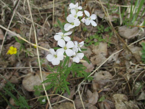 Imagem de Cardamine trifida (Lam. ex Poir.) B. M. G. Jones