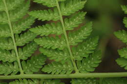 Image of Athyrium brevifrons Nakai ex Kitag.