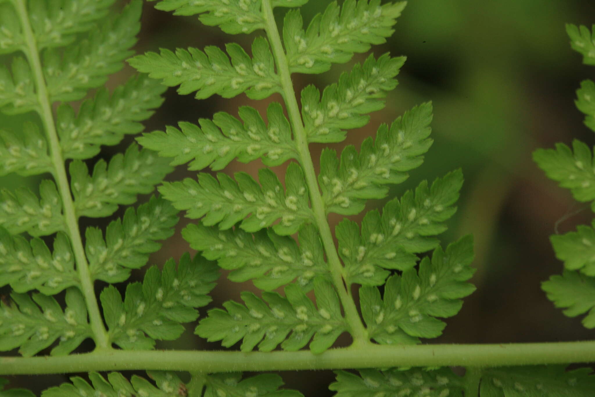 Image of Athyrium brevifrons Nakai ex Kitag.