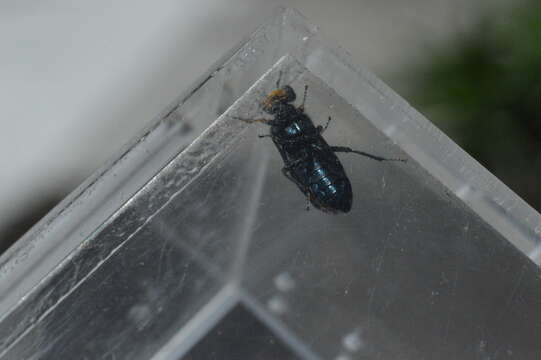 Image of Pine false webworm