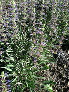 Imagem de Salvia sonomensis Greene