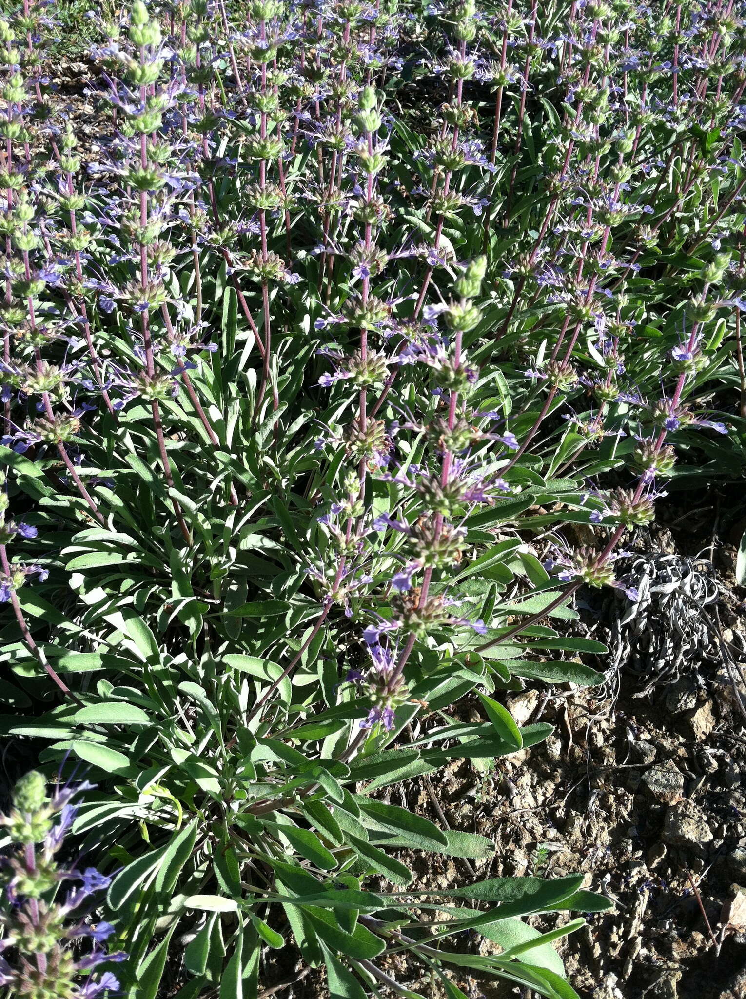 Imagem de Salvia sonomensis Greene