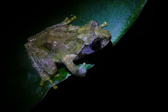 Image of Eiffinger's Tree Frog