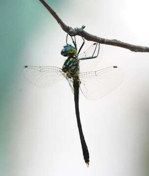 Image de Macromidia ellenae Wilson 1996