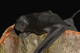 Image of brown mastiff bat