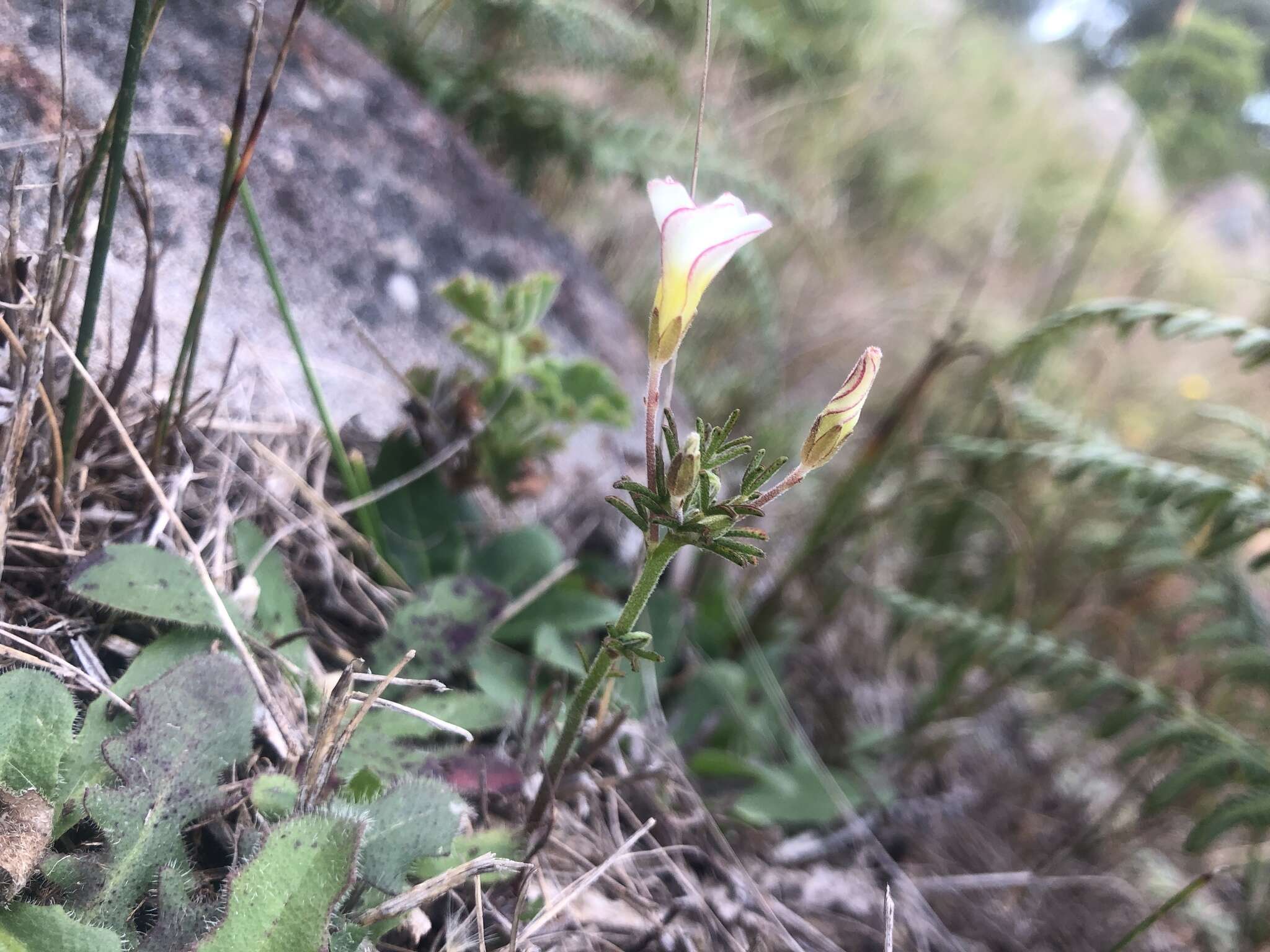 Image of Oxalis versicolor L.