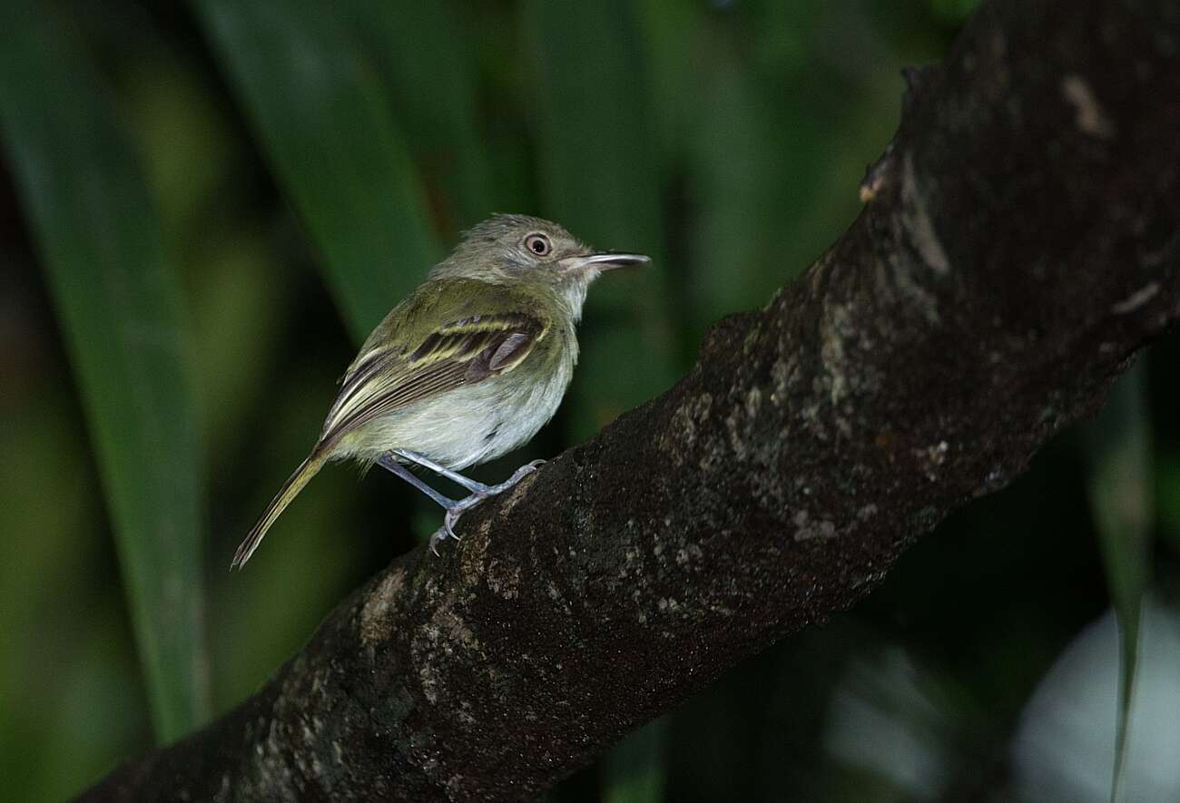 Image of Snethlage's Tody-Tyrant