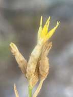 Image of Panamint rock goldenrod