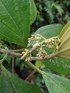 Image de Miconia albertobrenesii Gamba & Almeda