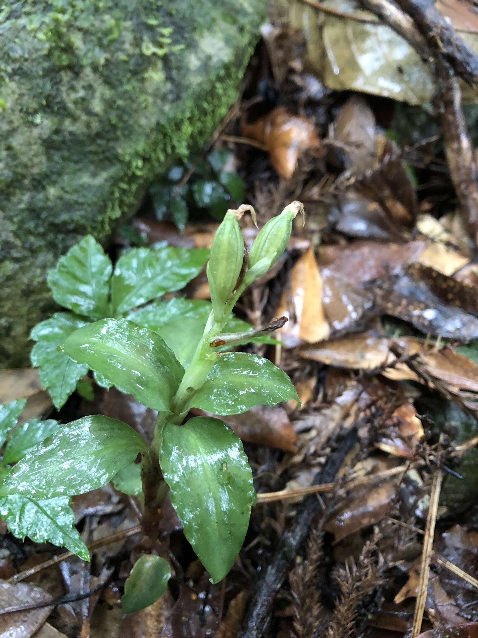 Image of Cheirostylis octodactyla Ames