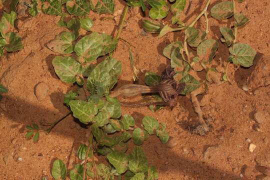 Image of Aristolochia lindneri A. Berger