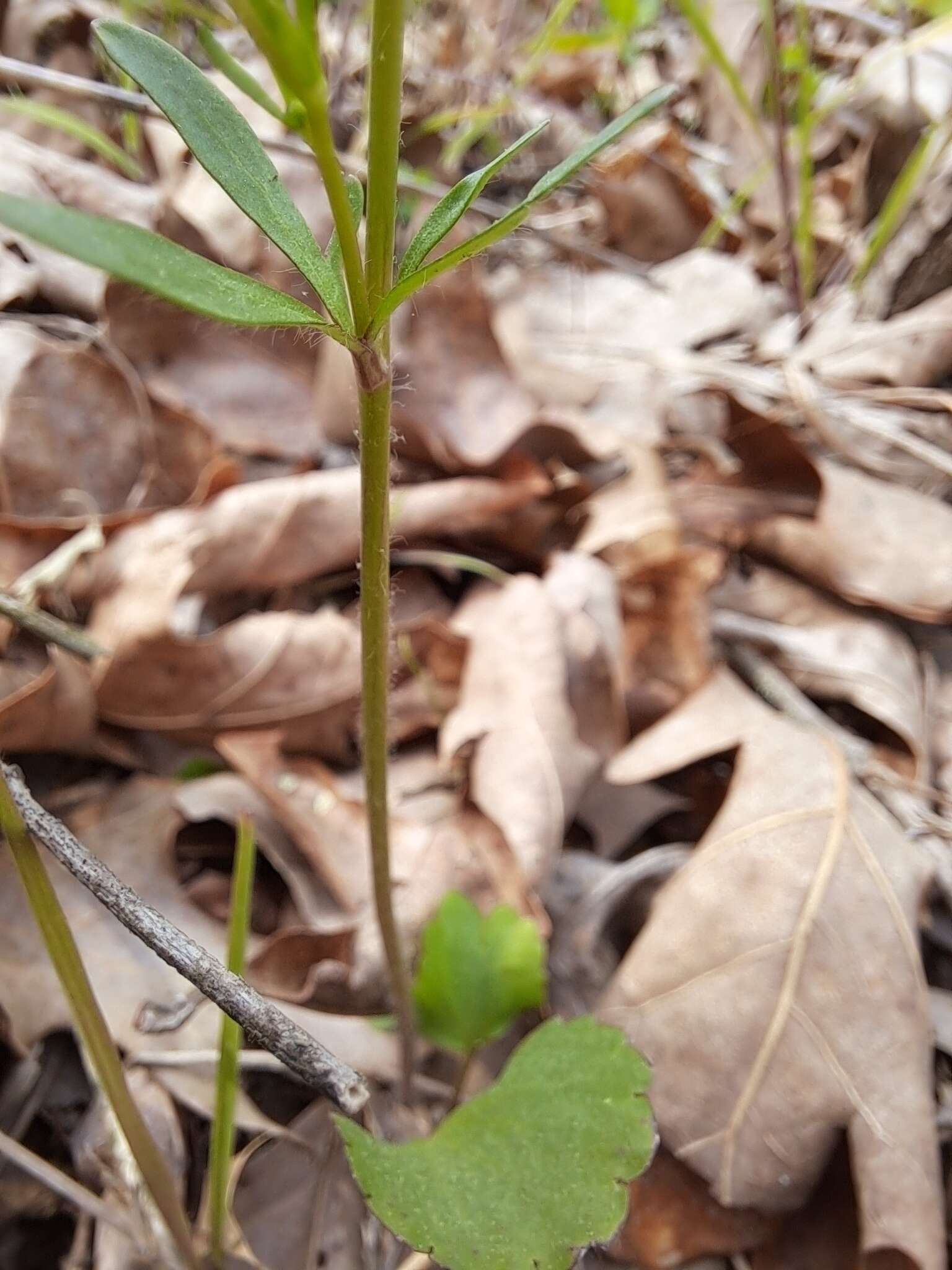 Ranunculus harveyi (A. Gray) Greene的圖片