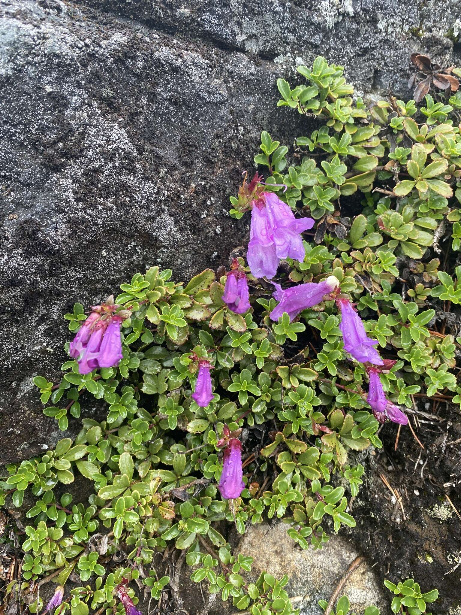 Image of Menzies' penstemon