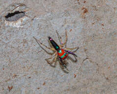 Image of Chrysilla lauta Thorell 1887