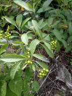 Plancia ëd Solanum aligerum Schltdl.