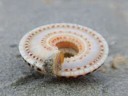 Image of European sundial snail