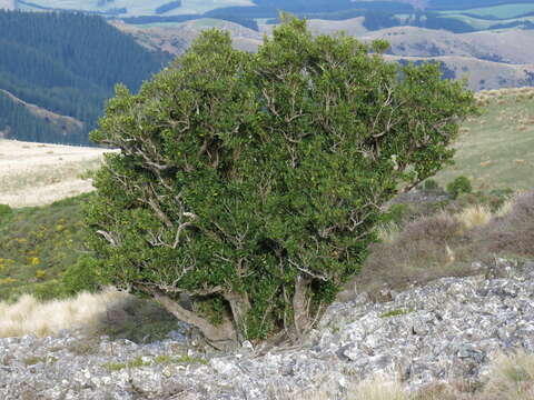 Image of Griselinia littoralis (Raoul) Raoul