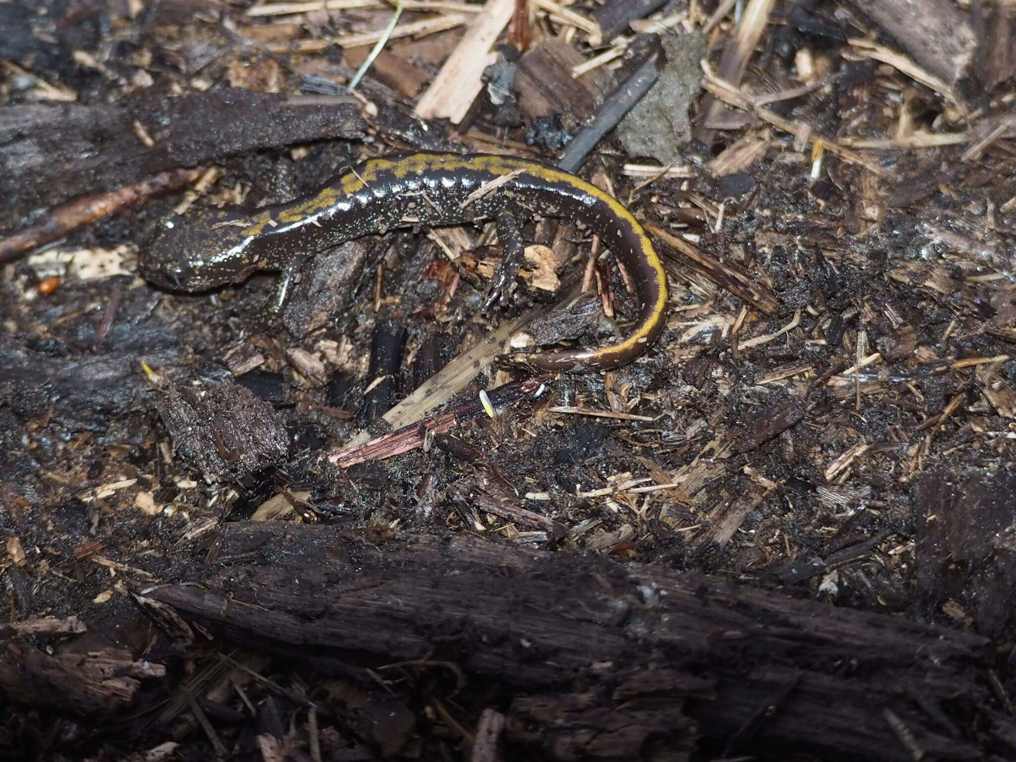 Image of Ambystoma macrodactylum macrodactylum