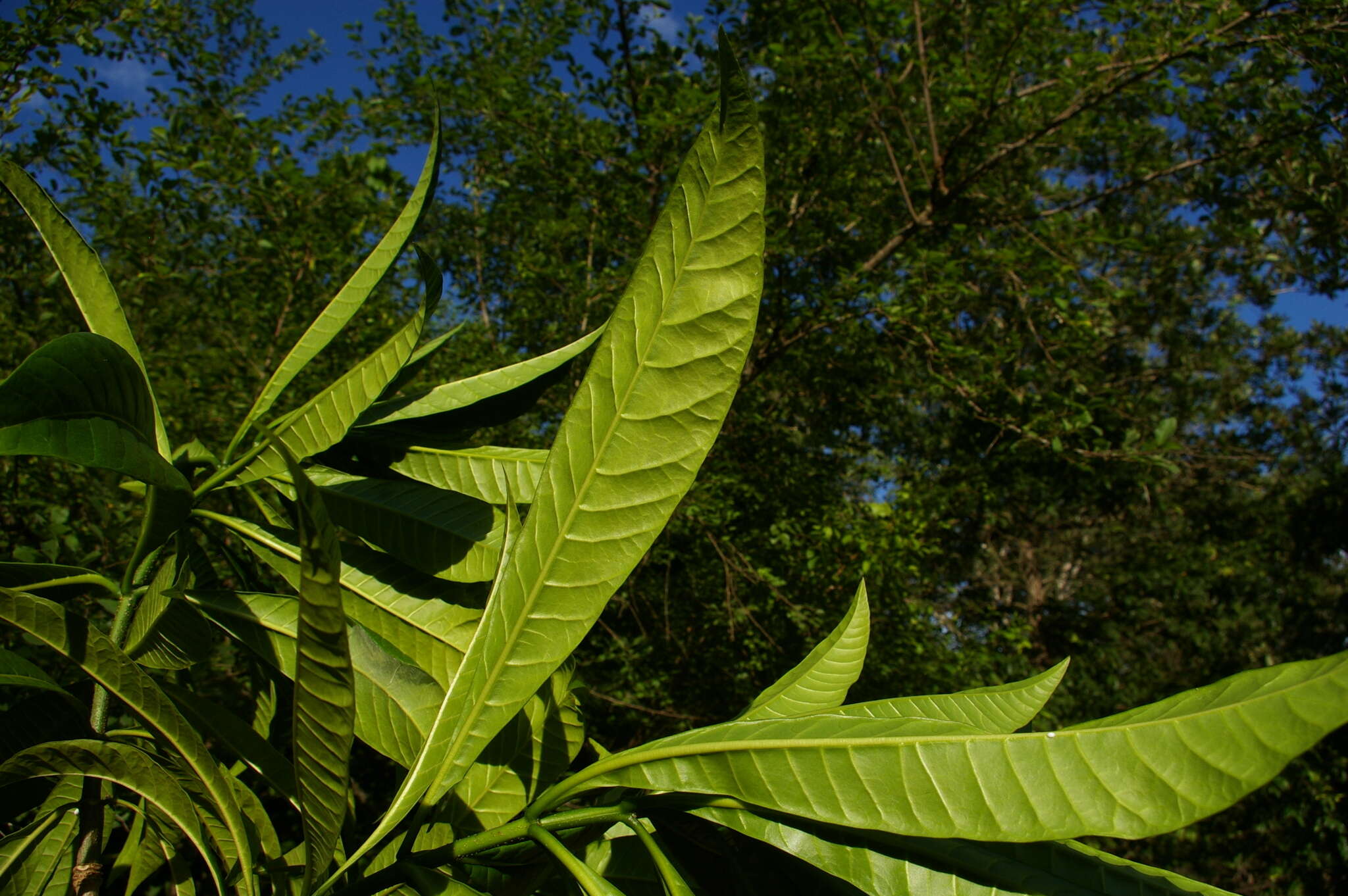 Image of Lesser quinine-tree