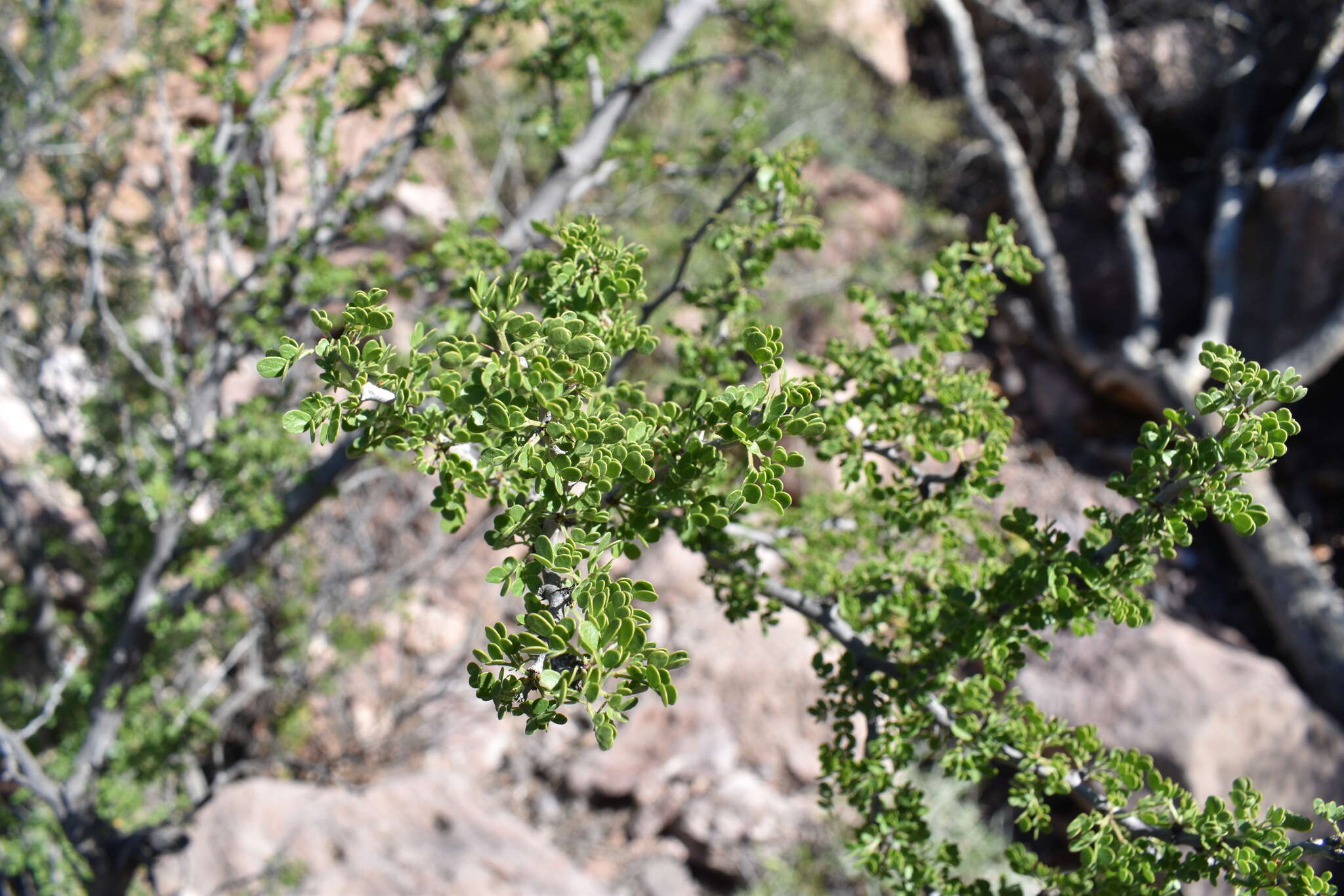 Image of Ebenopsis confinis (Standl.) Barneby & J. W. Grimes