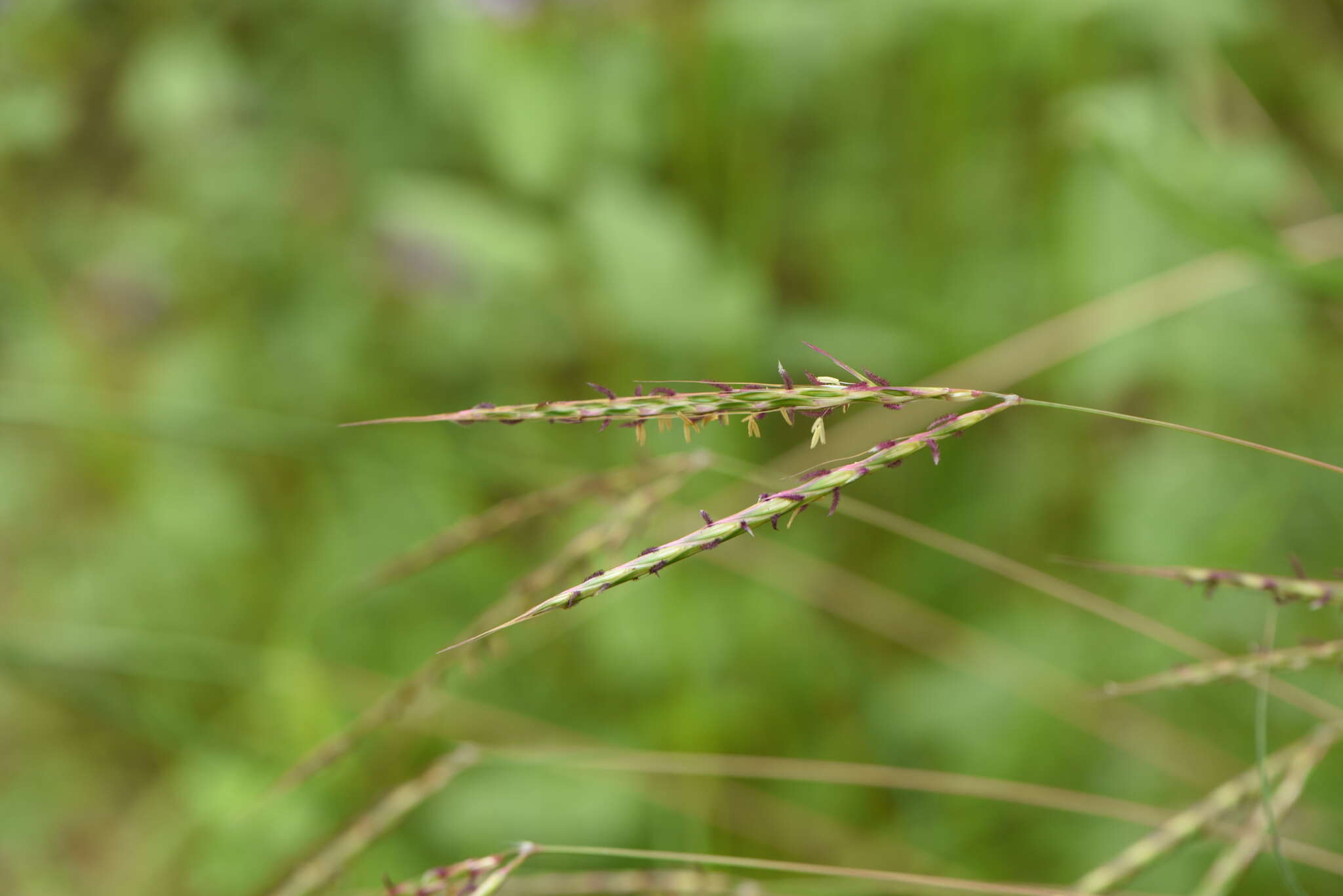 Image of Andropogon distachyos L.