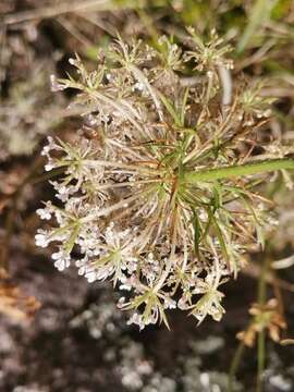 Image of Daucus carota subsp. azoricus Franco