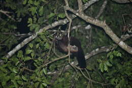 Image of Indian Giant Flying Squirrel