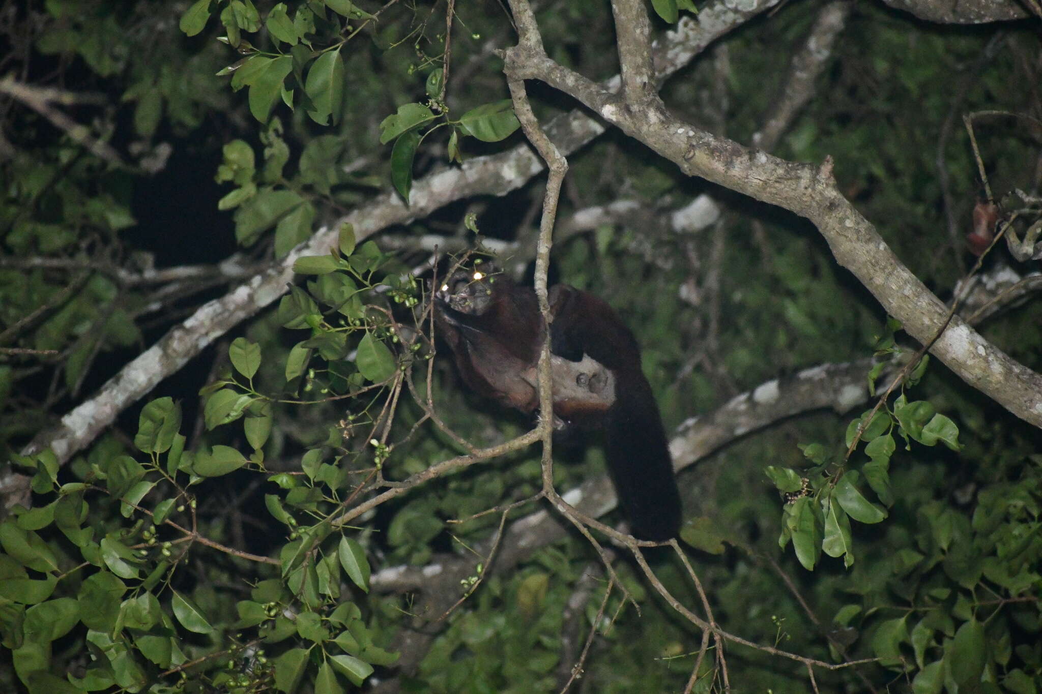 Image of Indian Giant Flying Squirrel