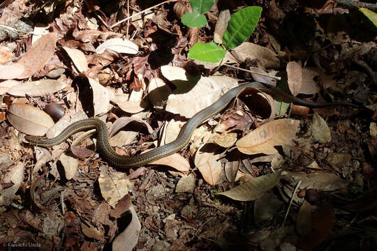 Image of Northwestern Garter Snake