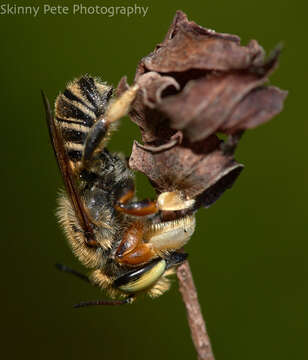 Imagem de Megachile albitarsis Cresson 1872