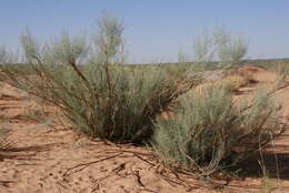 Image of Calobota linearifolia