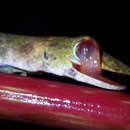 Image of Philippine False Gecko