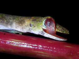 صورة Pseudogekko compresicorpus (Taylor 1915)