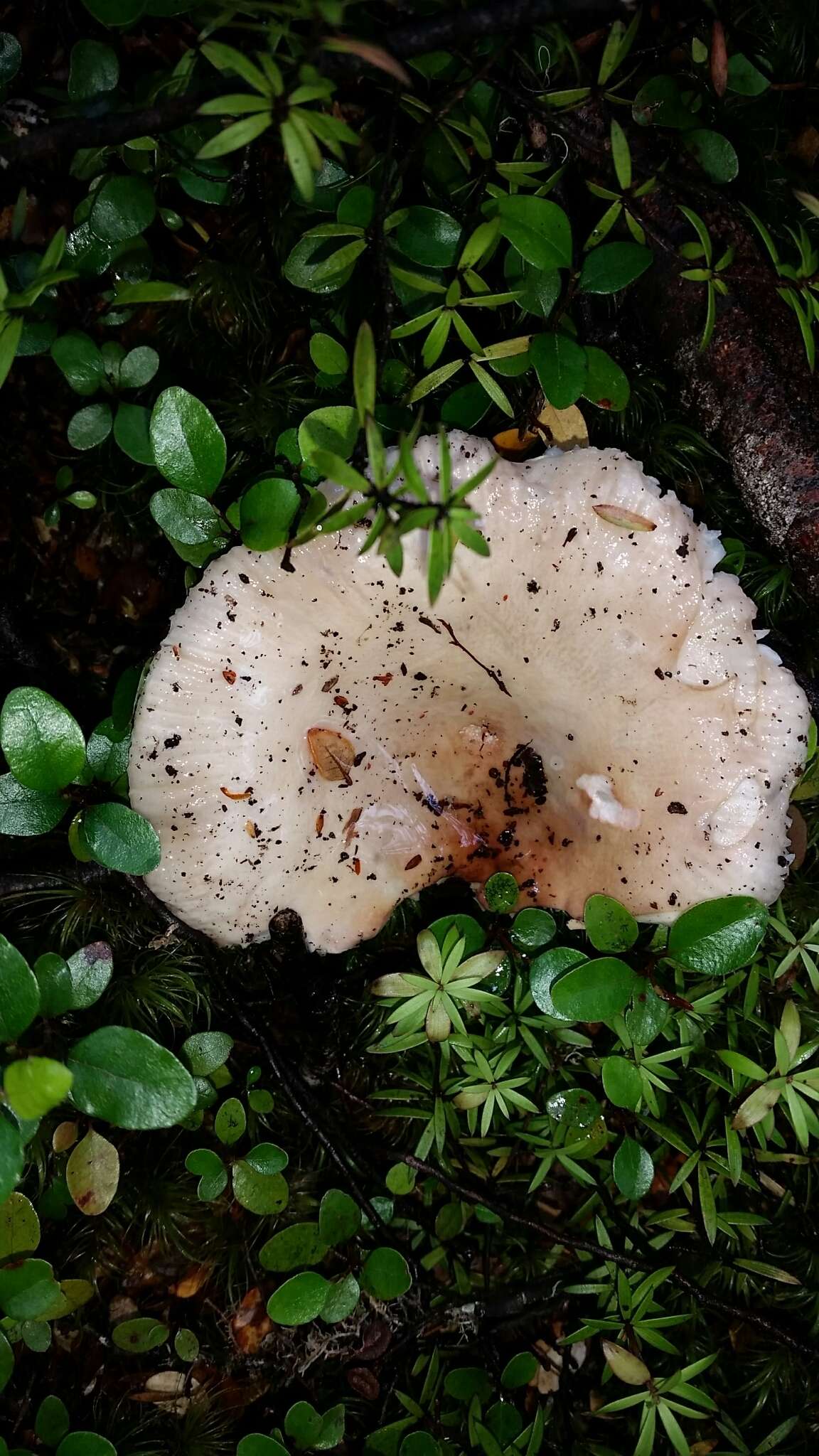 Image of Russula purpureotincta McNabb 1973