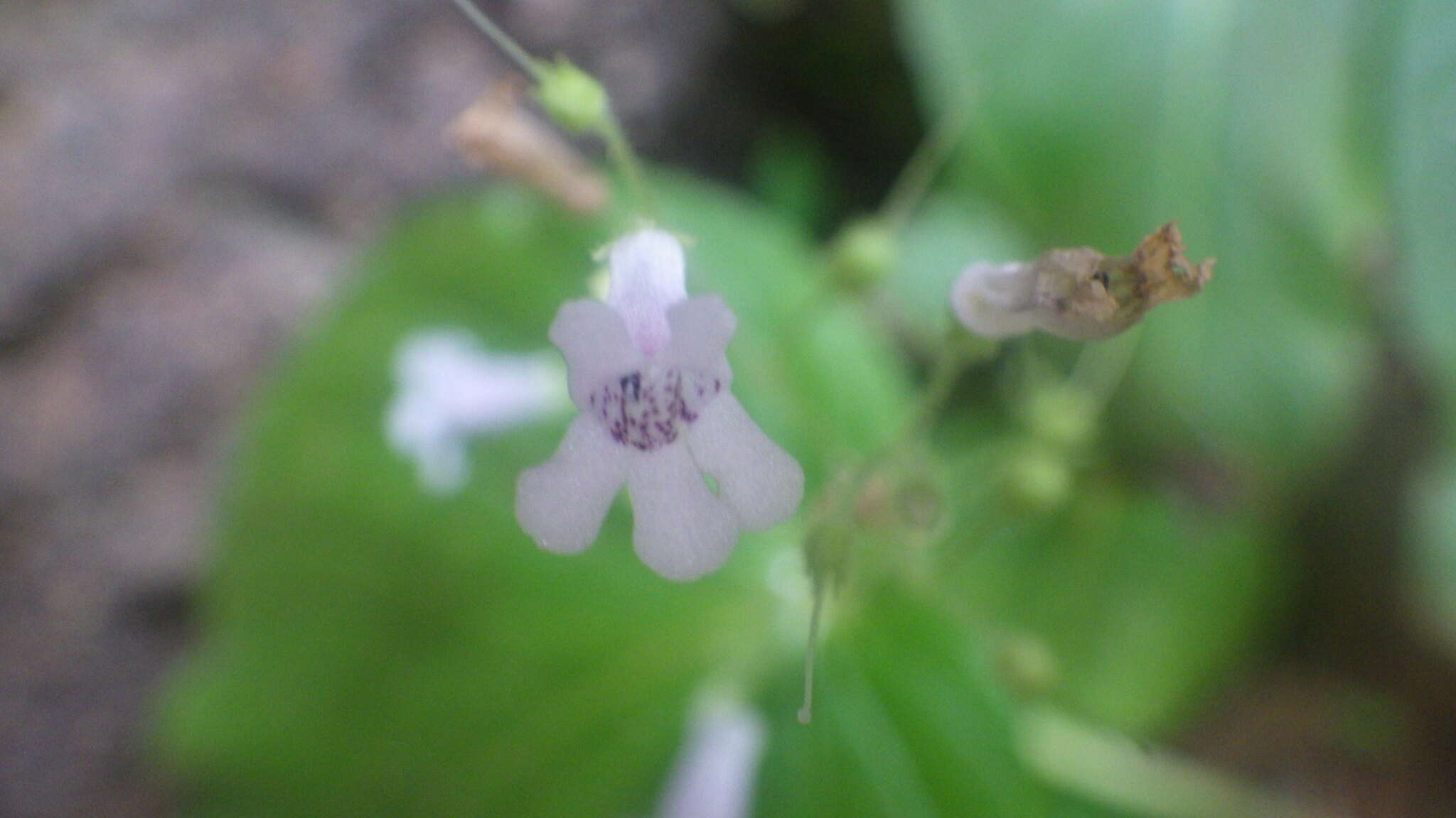 Streptocarpus capuronii Humbert resmi