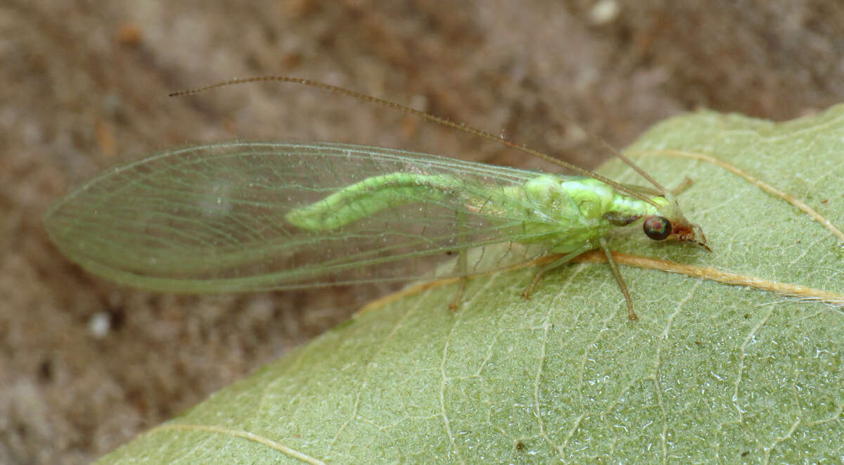 Image of Chrysoperla rufilabris (Burmeister 1839)