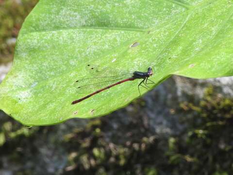 Sivun Calicnemia sinensis Lieftinck 1984 kuva