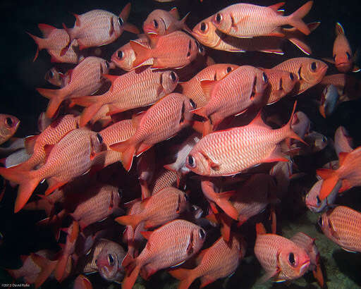 Image of Bigscale Soldierfish