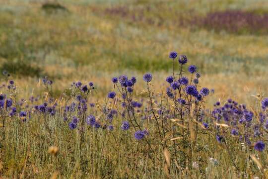 Image of Echinops ritro subsp. meyeri (DC.) Kozuharov