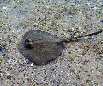 Image of Kapala Stingaree