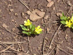 Ranunculus alismifolius var. alismellus A. Gray resmi