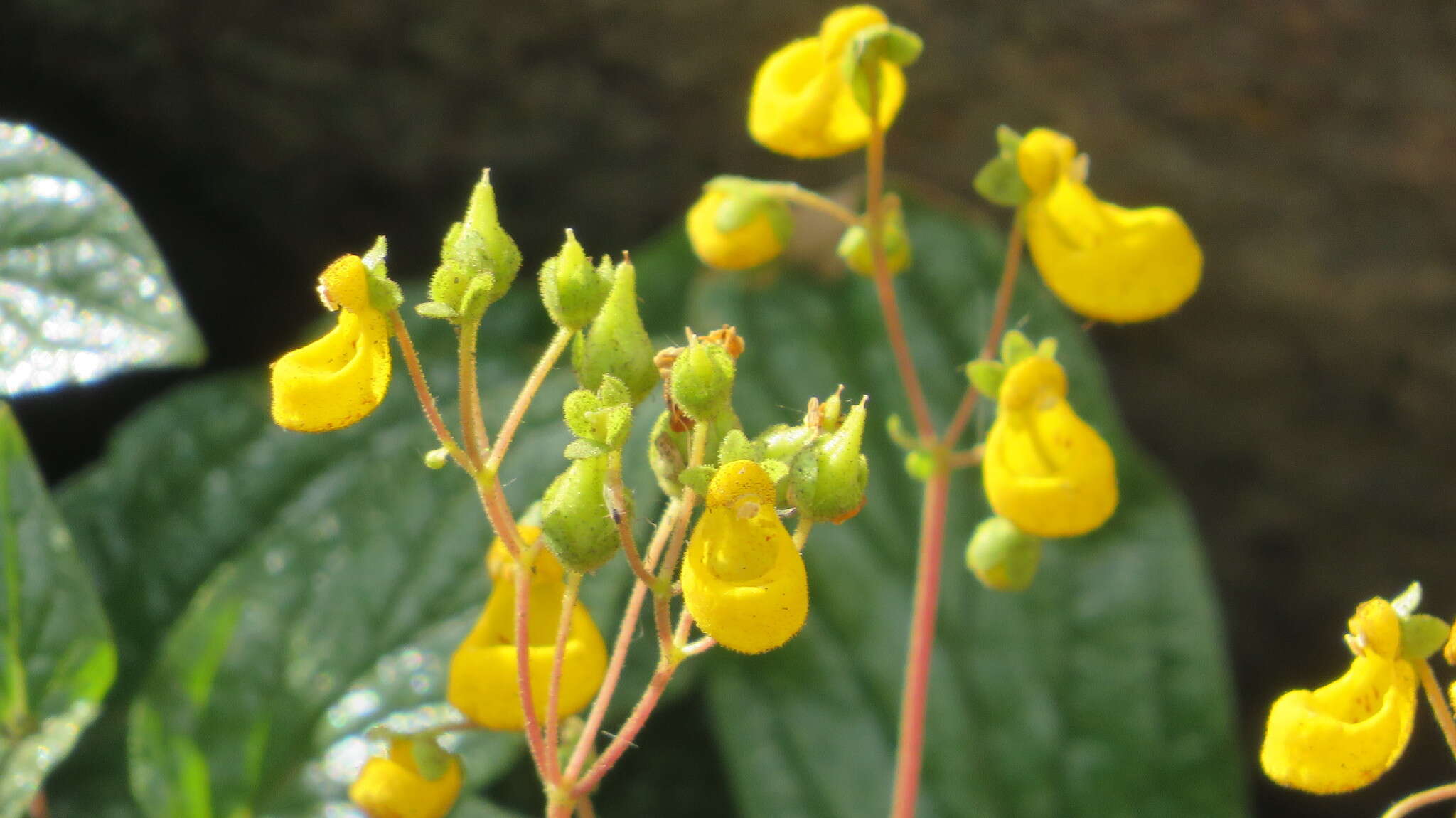 Image of Calceolaria germainii Witasek