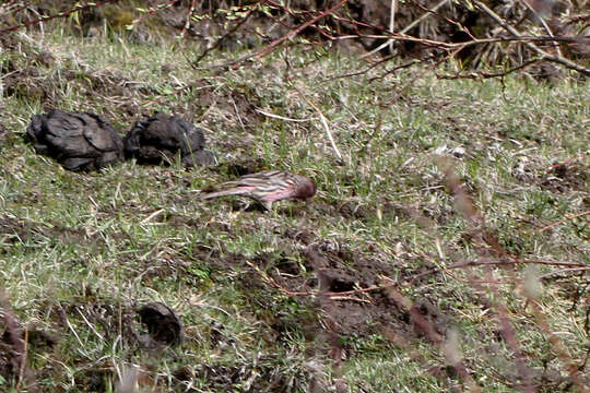 Carpodacus pulcherrimus (Moore & F 1856) resmi