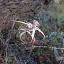 Image of Pendant spider orchid