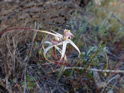 Plancia ëd Caladenia pendens subsp. pendens