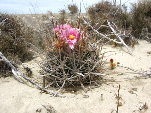 Image of Ferocactus fordii subsp. fordii